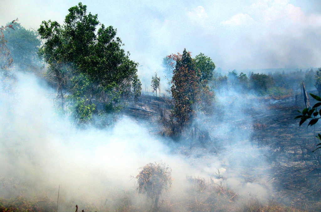 khoi-tu-cac-dam-chay-rung-tai-indonesia.-anh-fao.jpg