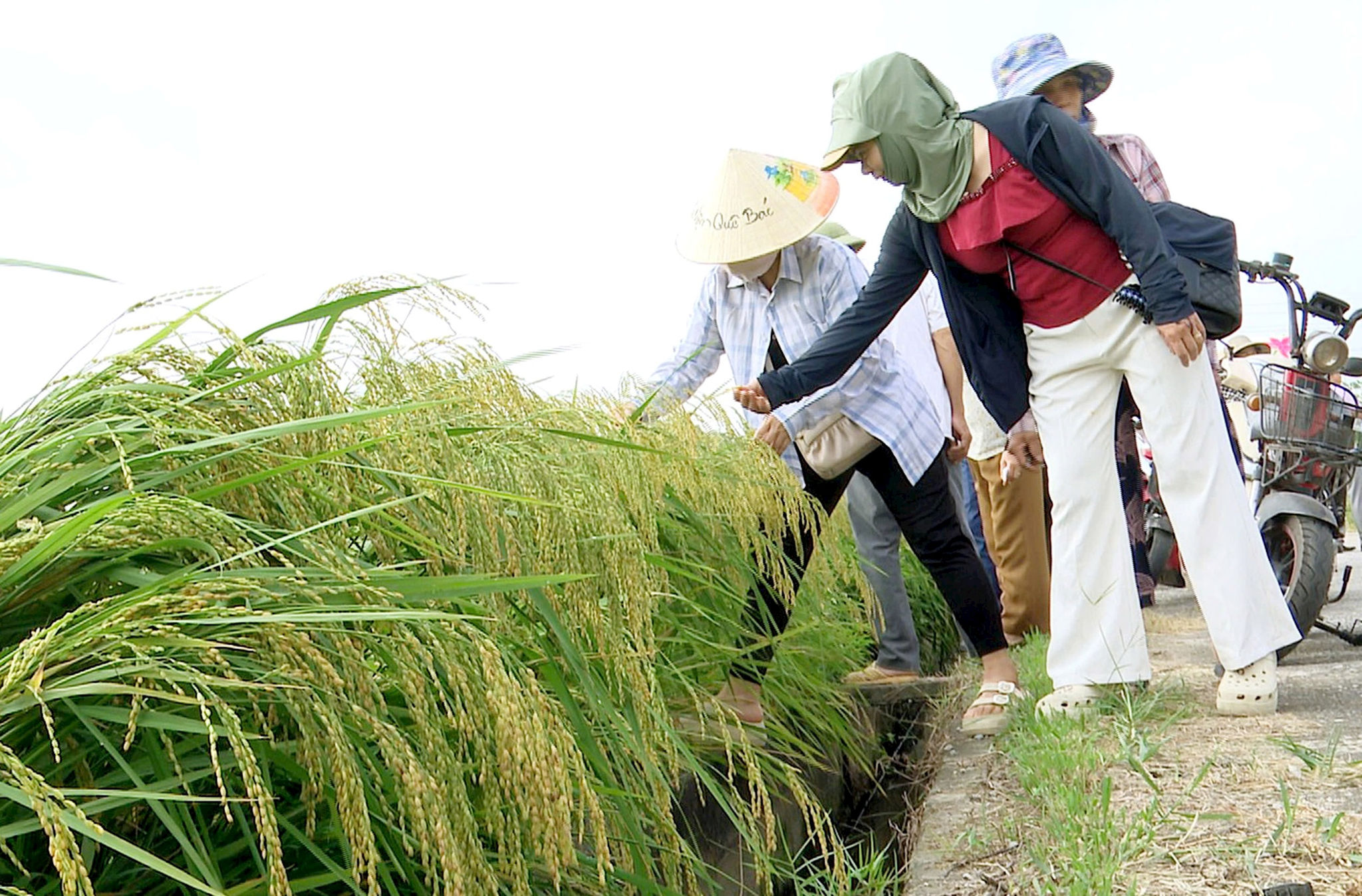 Mô hình sản xuất lúa theo hướng VietGAP, hữu cơ gắn với tiêu thụ sản phẩm vụ Mùa năm 2026 tại xã Thư Lâm mang lại hiệu quả thiết thực. Ảnh: TL