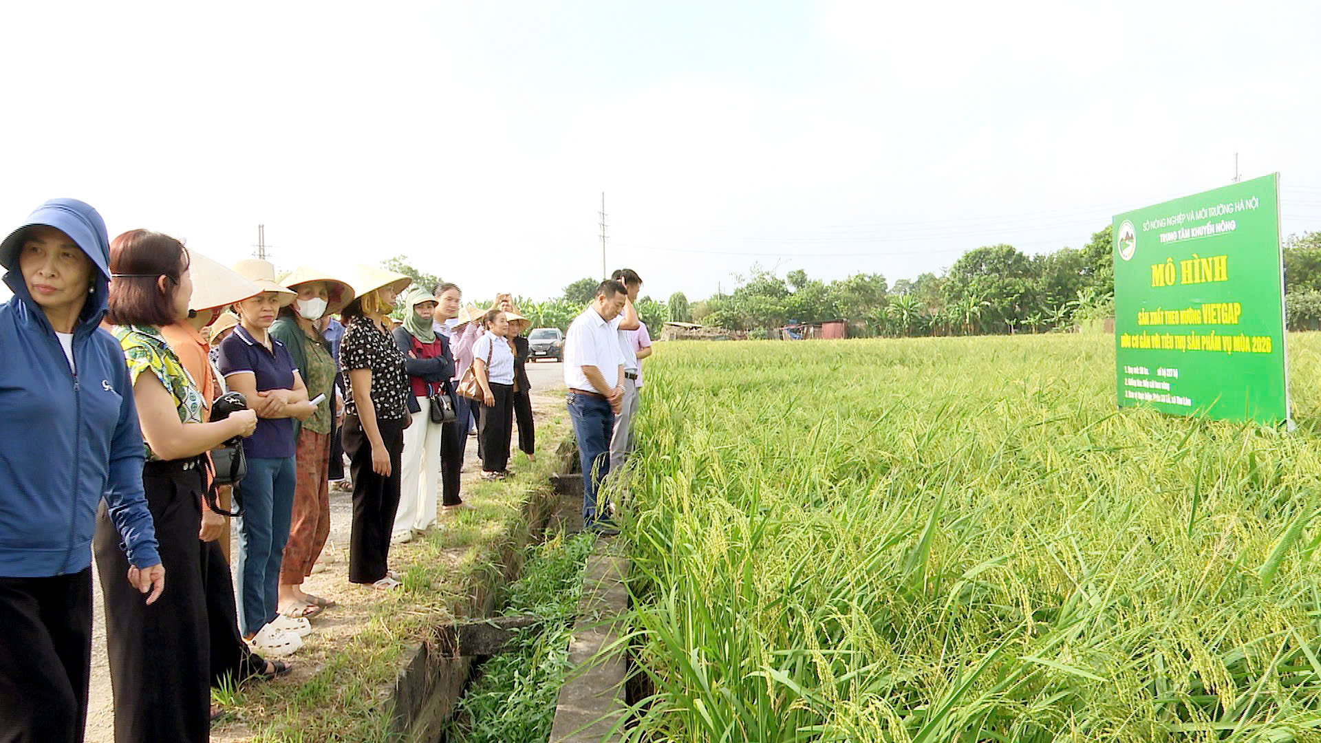 Kết quả mô hình 200 ha lúa theo hướng VietGAP, hữu cơ tại Thư Lâm tiếp tục khẳng định hiệu quả của sản xuất nông nghiệp ứng dụng tiến bộ kỹ thuật gắn với thị trường tiêu thụ, mở ra hướng phát triển vùng lúa hàng hóa chất lượng cao, nâng cao giá trị nông sản và thu nhập cho người nông dân. Ảnh: TL