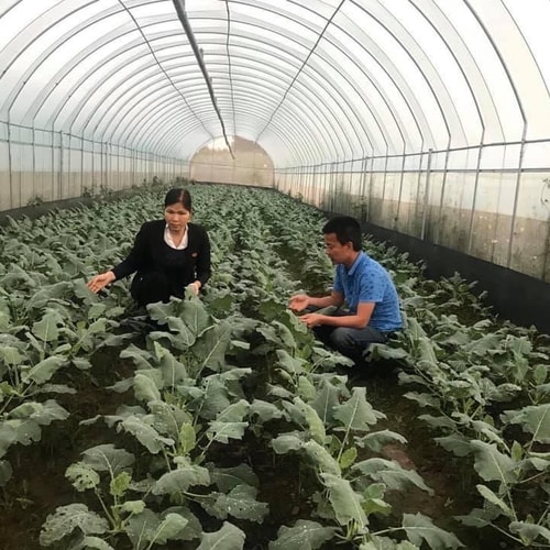 Cho phép sử dụng địa danh “Đông Anh” để đăng ký nhãn hiệu chứng nhận “Rau an toàn Đông Anh”