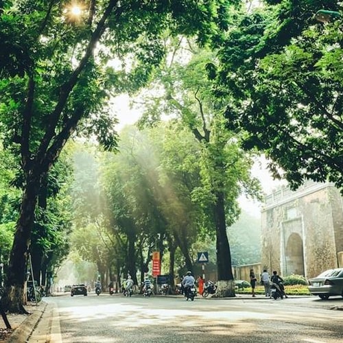 [Podcast tản văn] Chuyện quanh cây sấu trên phố