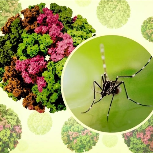 [Podcast] Chủ động ngăn chặn dịch Chikungunya xâm nhập Việt Nam