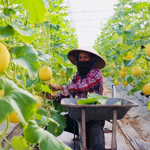 [Podcast] Tuần lễ Nông sản 2025 - Tôn vinh nông sản Việt giữa lòng Thủ đô