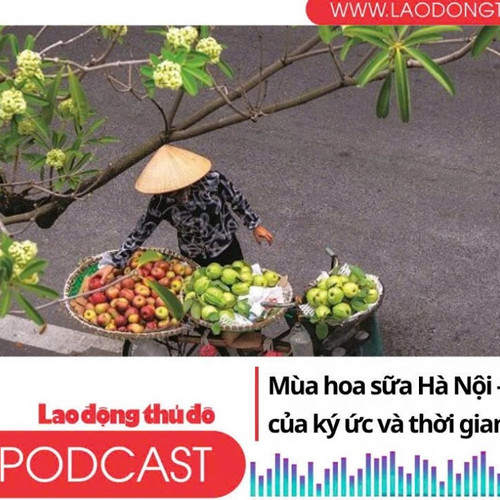 Mùa hoa sữa Hà Nội - Hương thơm của ký ức và thời gian