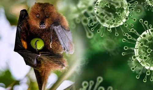 [Podcast] Virus Nipah trở lại, chưa có vắc xin: Việt Nam chủ động ứng phó