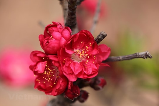 Ngắm cận cảnh giống đào quý hiếm của làng hoa Nhật Tân