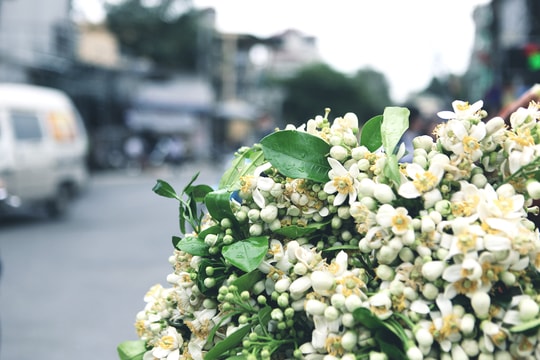 Thơm hương phố!
