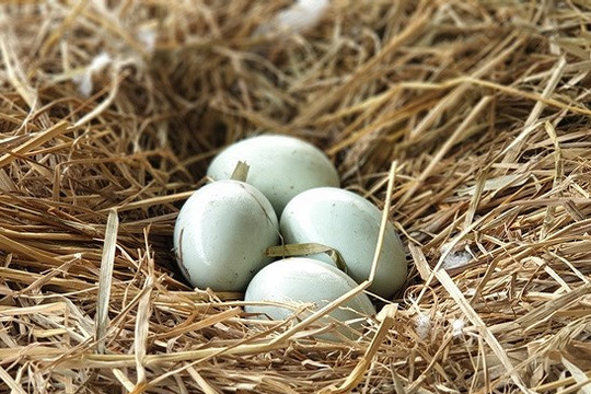 Thiên nga hồ Thiền Quang đẻ 19 trứng đang được ấp nở