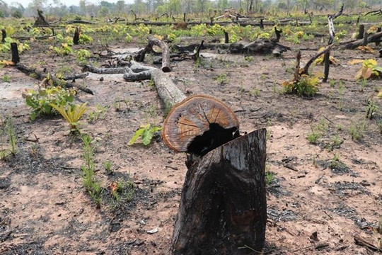 Khởi tố 7 đối tượng vụ phá rừng ở Vườn Quốc gia Phong Nha-Kẻ Bàng