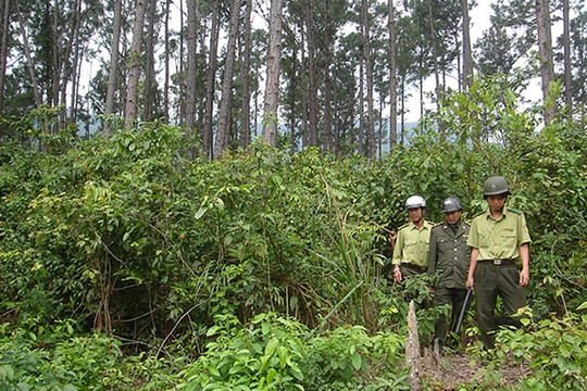 Tăng cường kiểm soát nguy cơ cháy rừng tại Hà Nội