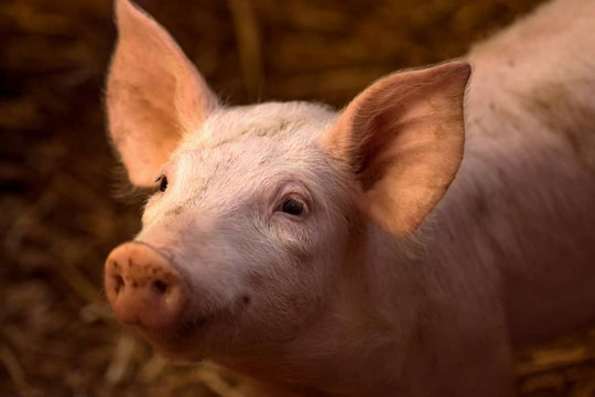 Nhật Bản sẽ sớm thí nghiệm nuôi cấy nội tạng người trên lợn