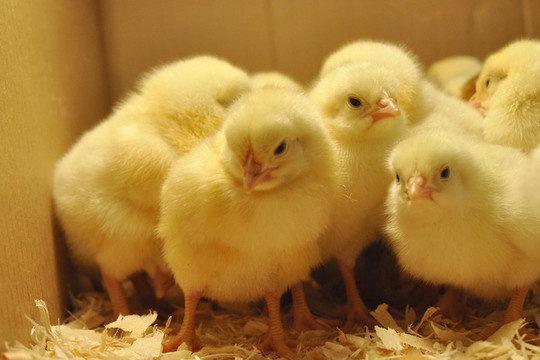 Vận chuyển trái phép hơn 22 nghìn con gà giống không rõ nguồn gốc