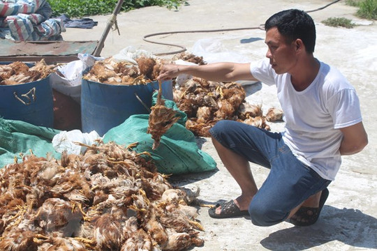 Hàng chục người ném đá vào trang trại, làm chết hơn 1.200 con gà