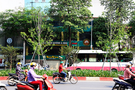 Cây phong lá đỏ bất ngờ xanh mướt trên phố Hà Nội