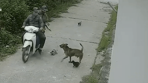 Hai tên trộm dùng súng điện trộm chó trong 3 giây