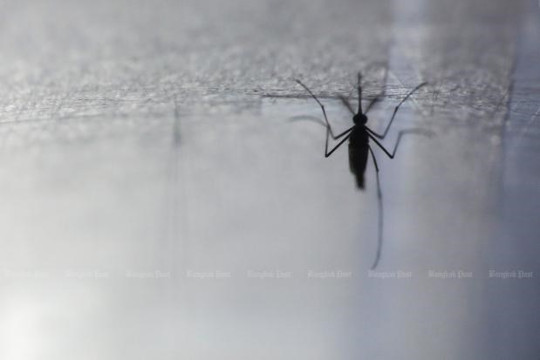 Thái Lan tích cực kiểm soát dịch "sốt khom lưng" lây truyền qua muỗi