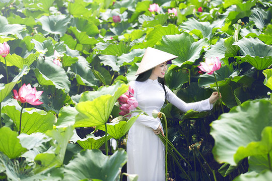 Chụp ảnh phản cảm với hoa sen: Hành động trái thuần phong mỹ tục