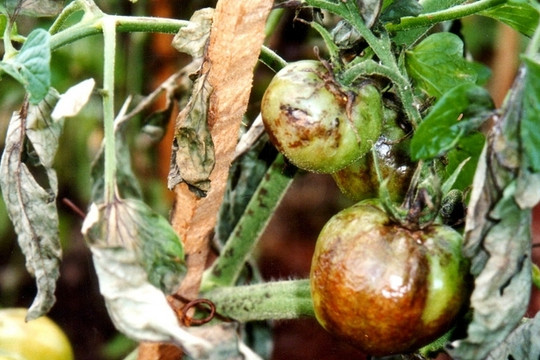“Chiến binh” giải cứu cây cà chua trước bệnh sương mai