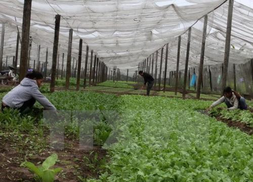 Huyện Quốc Oai: Hàng nghìn lượt hộ nông dân được vay vốn phát triển kinh tế