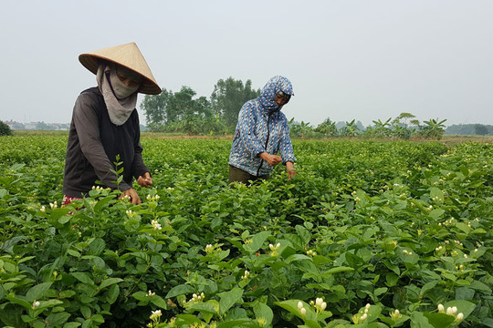 Bài toán phát triển nông nghiệp ở Phú Minh