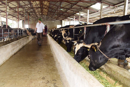 Sản xuất giống vật nuôi ở Hà Nội: Tạo đột phá từ nguồn giống chất lượng cao
