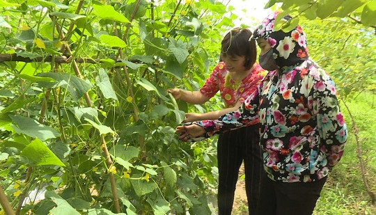Huyện Ứng Hòa: Xây dựng và phát triển  6 vùng sản xuất rau an toàn