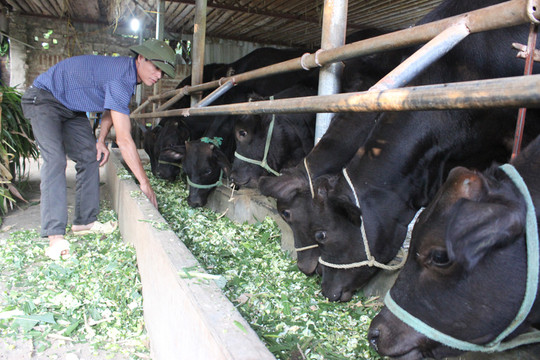 Chăn nuôi bò thịt ở Ba Vì: Hướng làm giàu cho nông dân