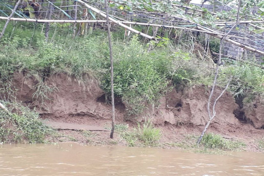 Hà Nội: Mưa bão gây sạt lở bãi sông, gần chân đê hữu Hồng