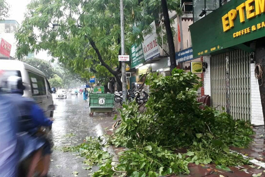 Hà Nội: Mưa bão chưa gây ngập nặng, nhưng nhiều cây xanh gãy cành, bật gốc