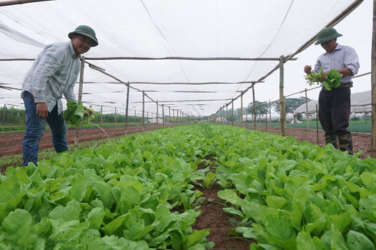 Huyện Sóc Sơn hình thành 5 khu sản xuất nông nghiệp áp dụng công nghệ cao