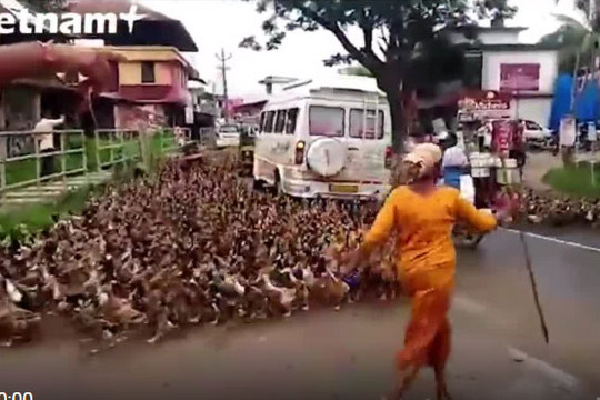 Hàng ngàn con vịt xuống phố gây tắc nghẽn giao thông ở Ấn Độ