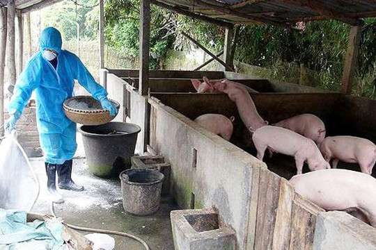 26,9% tổng đàn lợn của thành phố bị tiêu hủy do bệnh Dịch tả lợn châu Phi