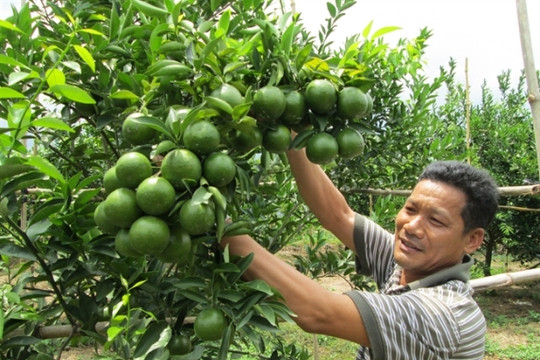 Phú Xuyên: Chuyển đổi hơn 2.800ha đất nông nghiệp sang mô hình hiệu quả