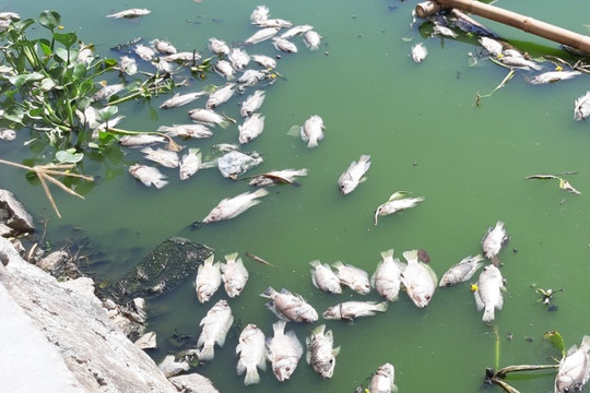 Cá chết tại hồ Công viên Yên Sở do sốc nhiệt