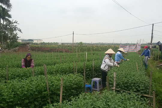Huyện Mê Linh ưu tiên phát triển cây trồng có thế mạnh