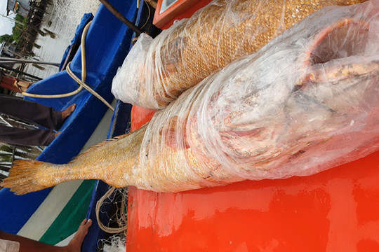 Hai con cá sủ vàng nặng 70kg dính lưới ngư dân Cà Mau