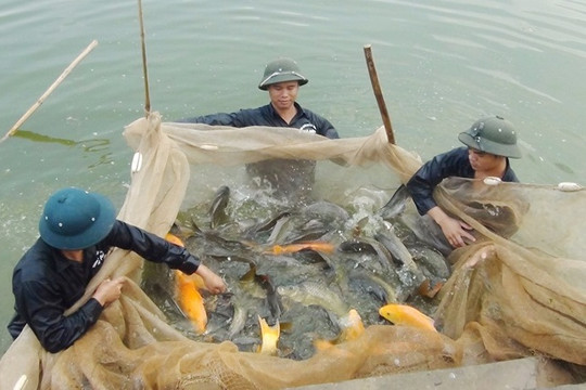 Huyện Thường Tín có 1.159ha nuôi trồng thủy sản
