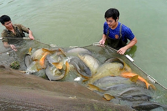 Huyện Thanh Trì mỗi năm thu 253 tỷ đồng từ nuôi trồng thủy sản