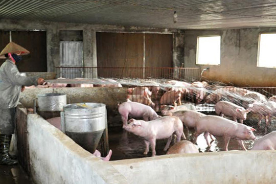 Đẩy mạnh chăn nuôi lợn sạch theo hướng hiện đại
