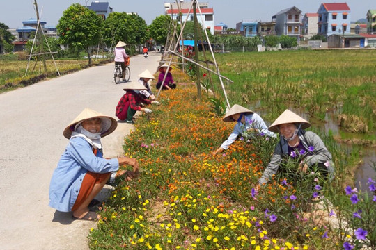 Thảm hoa ven đường làng ở Quang Tiến
