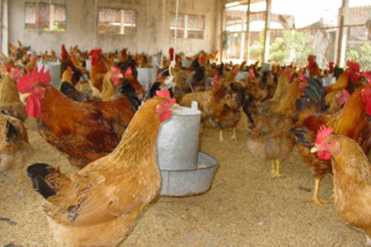 Hà Nội: Đẩy mạnh xây dựng vùng chăn nuôi gia cầm an toàn dịch bệnh