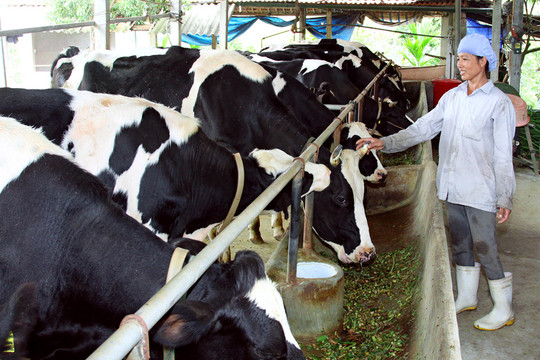 Phát triển chăn nuôi bò sữa: Vẫn chưa tương xứng tiềm năng