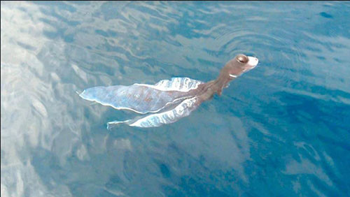 “Thủy quái” biển Bình Thuận chỉ là loài mực thông thường