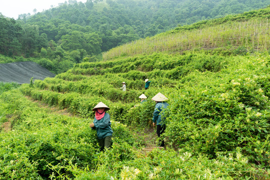 Huyện Sóc Sơn: Giá trị canh tác cây dược liệu cao gấp 1,5-2 lần cây trồng truyền thống