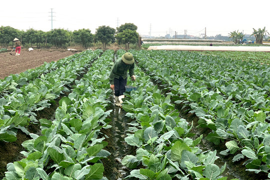 Đông Anh: Đẩy mạnh sản xuất rau an toàn