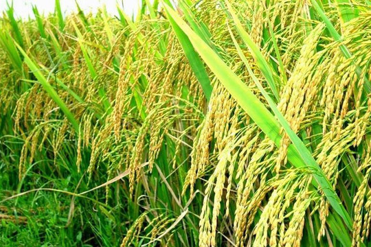 Thanh Oai phát triển vùng lúa đặc sản