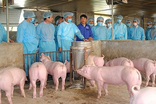1.320 hộ chăn nuôi được hỗ trợ khắc phục hậu quả bệnh Dịch tả lợn châu Phi