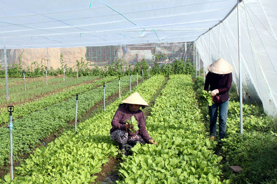 Sản xuất nông nghiệp hữu cơ ở Hà Nội: Xác định rõ chiến lược, tạo hướng đi đúng