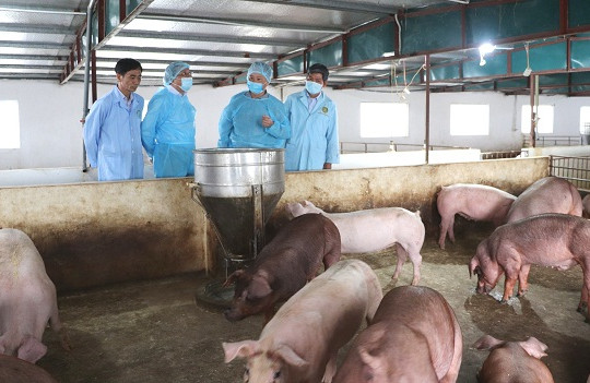 Huyện Gia Lâm: Qua 30 ngày không phát sinh bệnh Dịch tả lợn châu Phi