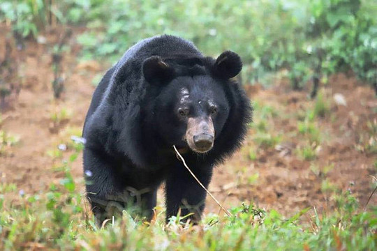 Gắn chíp điện tử mới cho 254 cá thể gấu nuôi nhốt